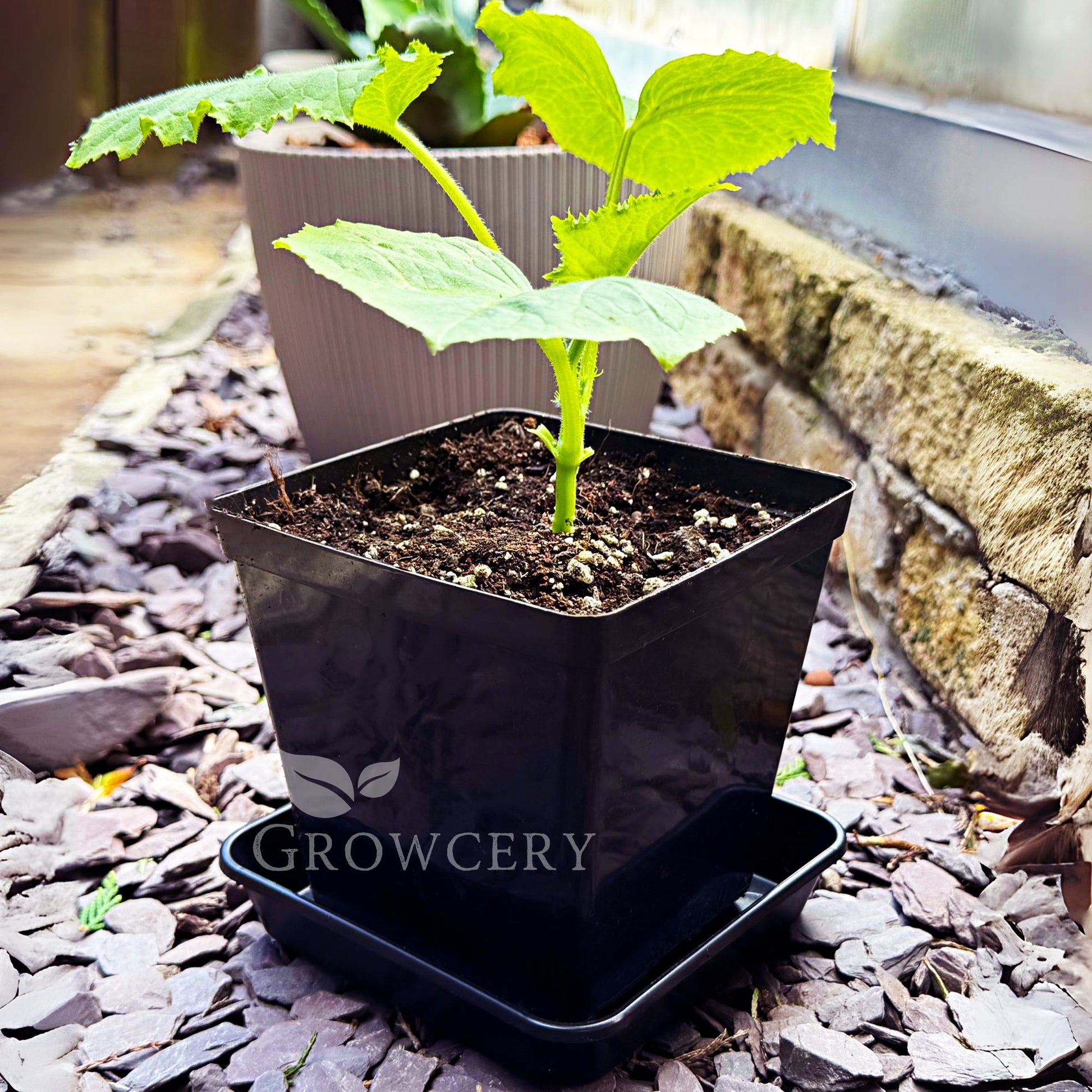 square plant pot trays Square Plant Saucer | Water Trays For Plants