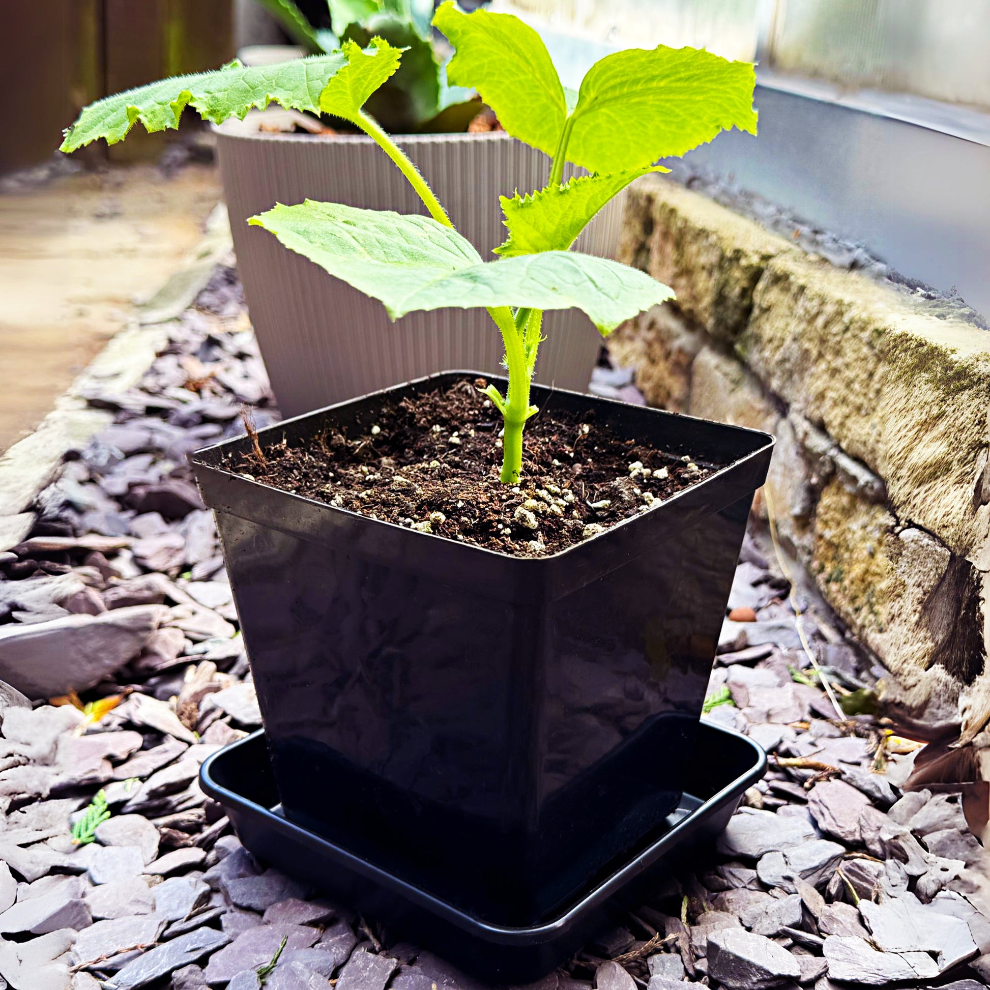 Heavy-duty plant saucer in outdoor garden setting – black square drip tray under square pot on slate ground