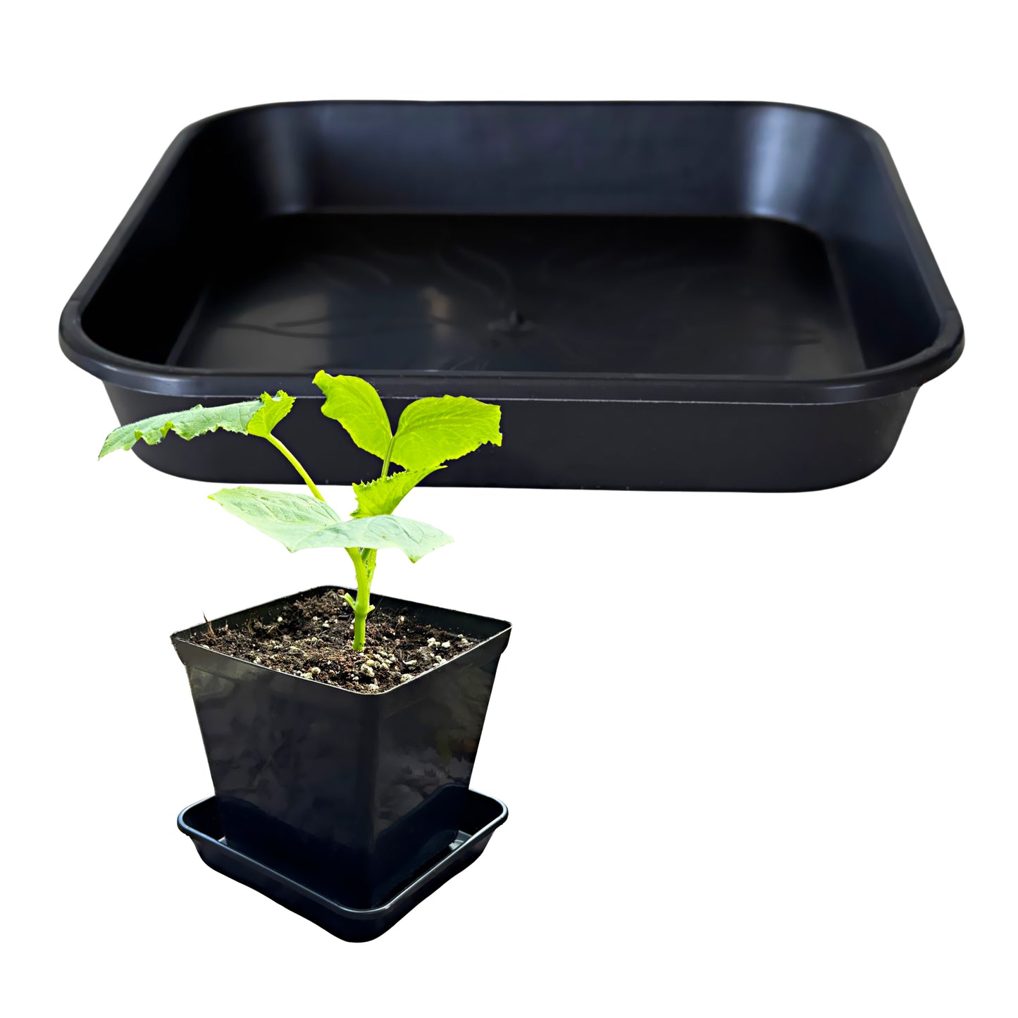 Large heavy-duty square saucer with small potted plant – robust plastic tray for water retention and spill control