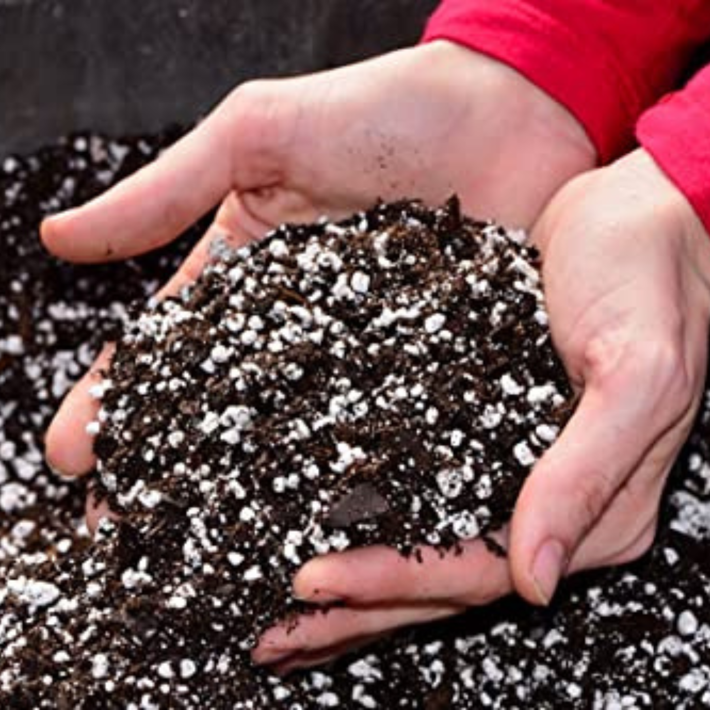 Horticultural perlite suitable for improving drainage, aeration and healthy root development.