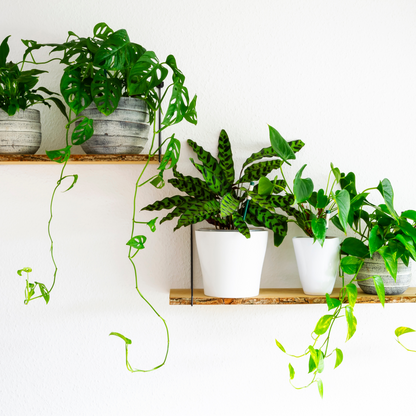 Collection of healthy indoor plants in decorative pots, thriving in coco coir-based potting mix