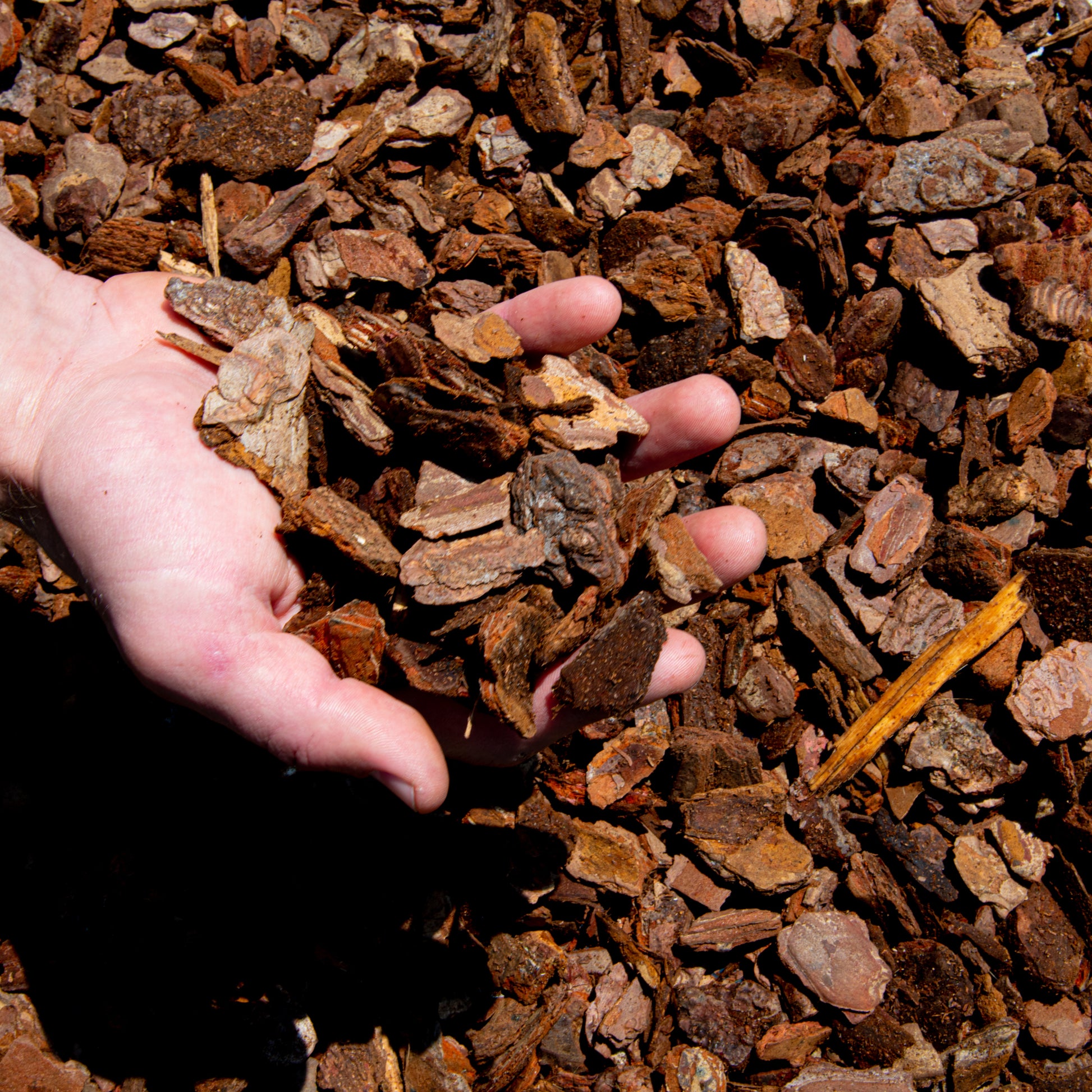 Hand holding premium orchid bark, ideal for orchid care, garden bark, or bark mulch use.
