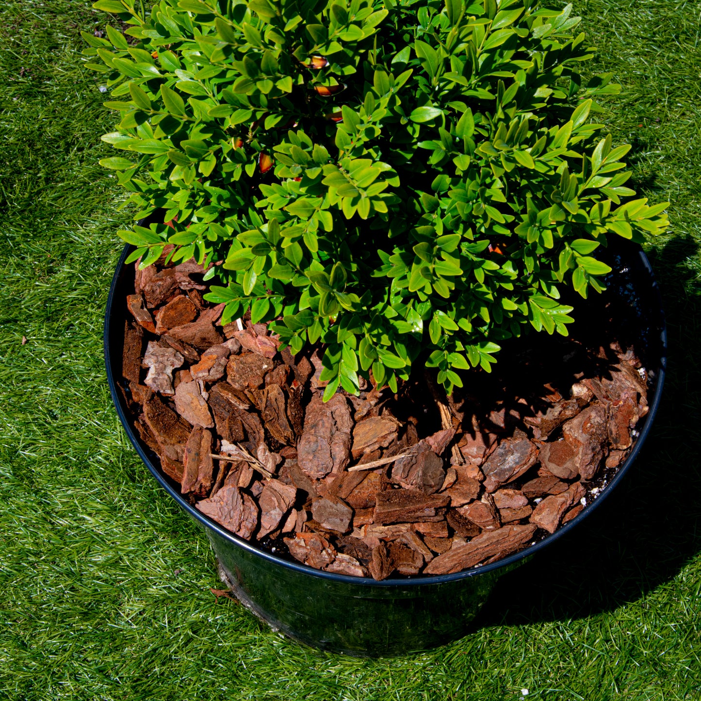 Close-up of orchid bark used as mulch around a potted succulent, showing its effectiveness as bark mulch and garden bark.