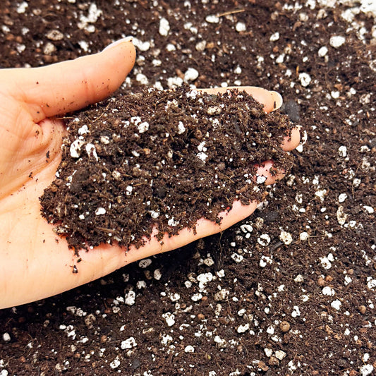 Hand holding enriched orchid potting mix with perlite – ideal for promoting healthy root growth and moisture balance.