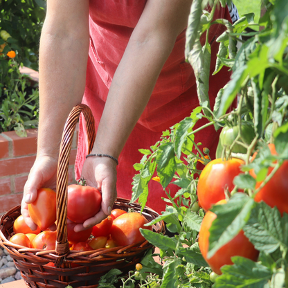 organic-vegetable-garden-with-harvested-tomatoes.