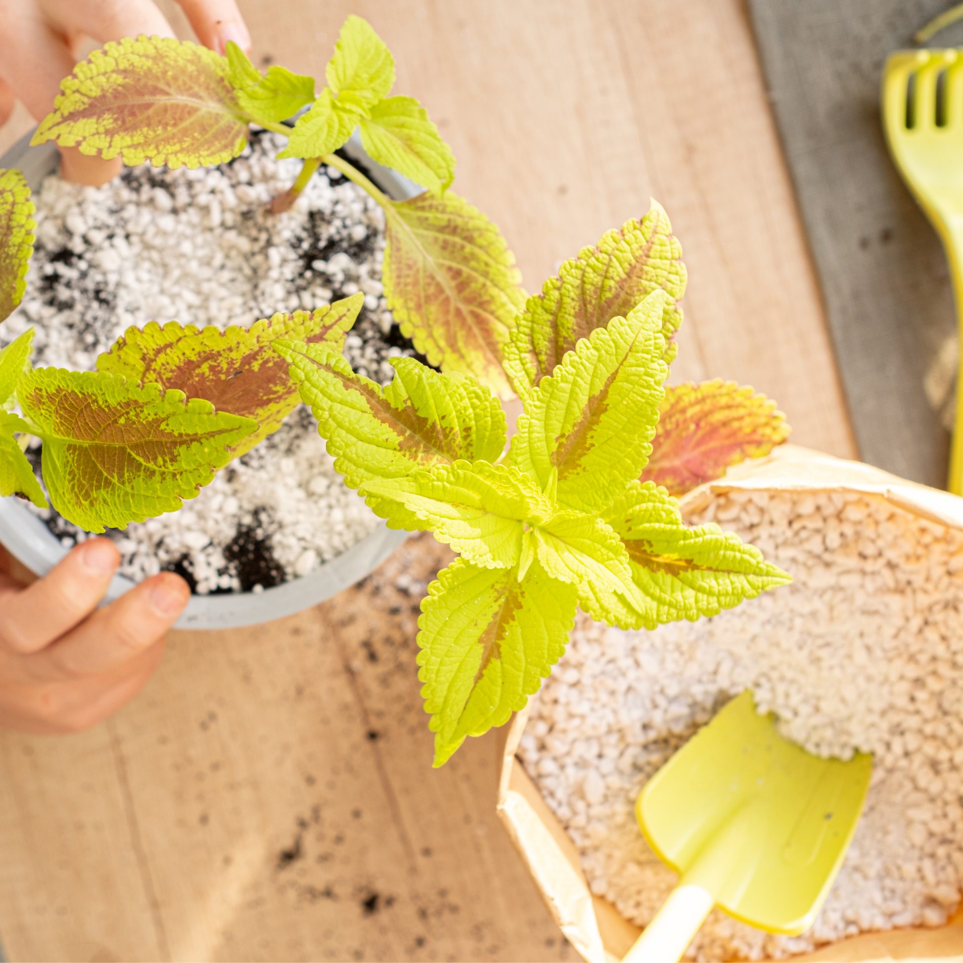 Houseplant growing in a potting mix containing horticultural perlite for improved drainage and healthier roots.