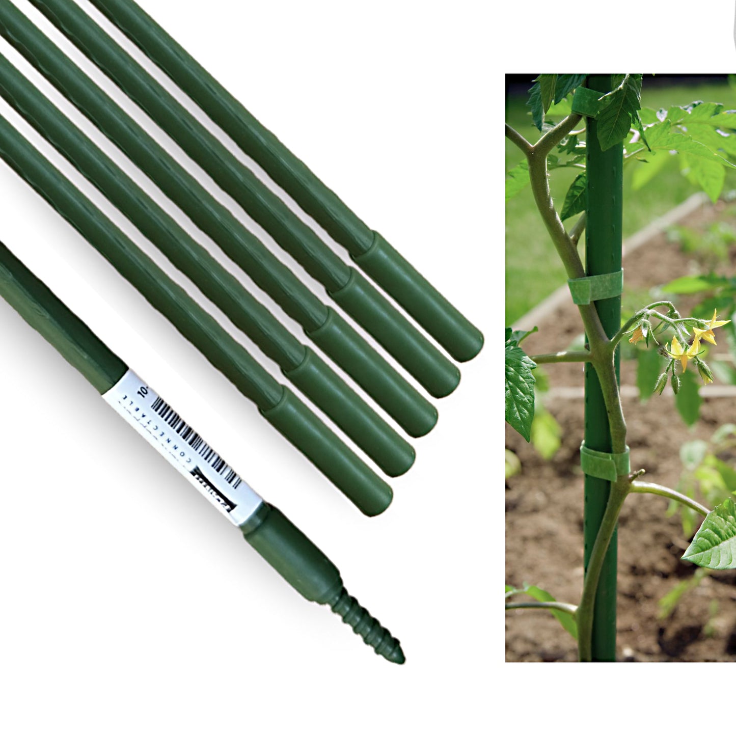 Plant support stick used with tomato plant, showing garden staking system