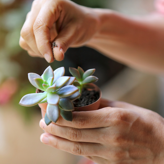 Person planting a succulent using well-draining cactus and succulent soil with perlite
