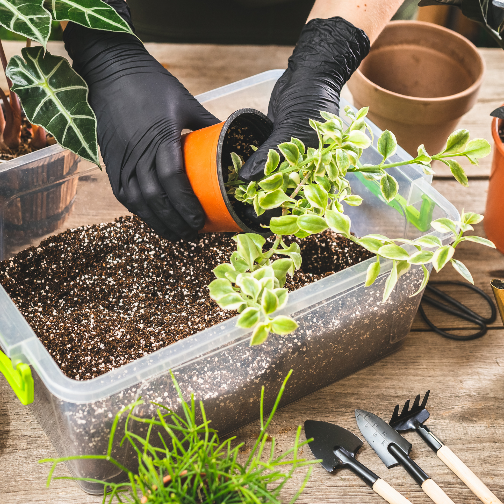 Repotting houseplant using 70/30 coco perlite mix for drainage and root health, with gardening tools