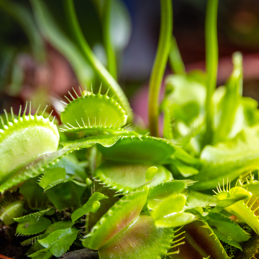 Premium carnivorous plant soil with excellent drainage and aeration