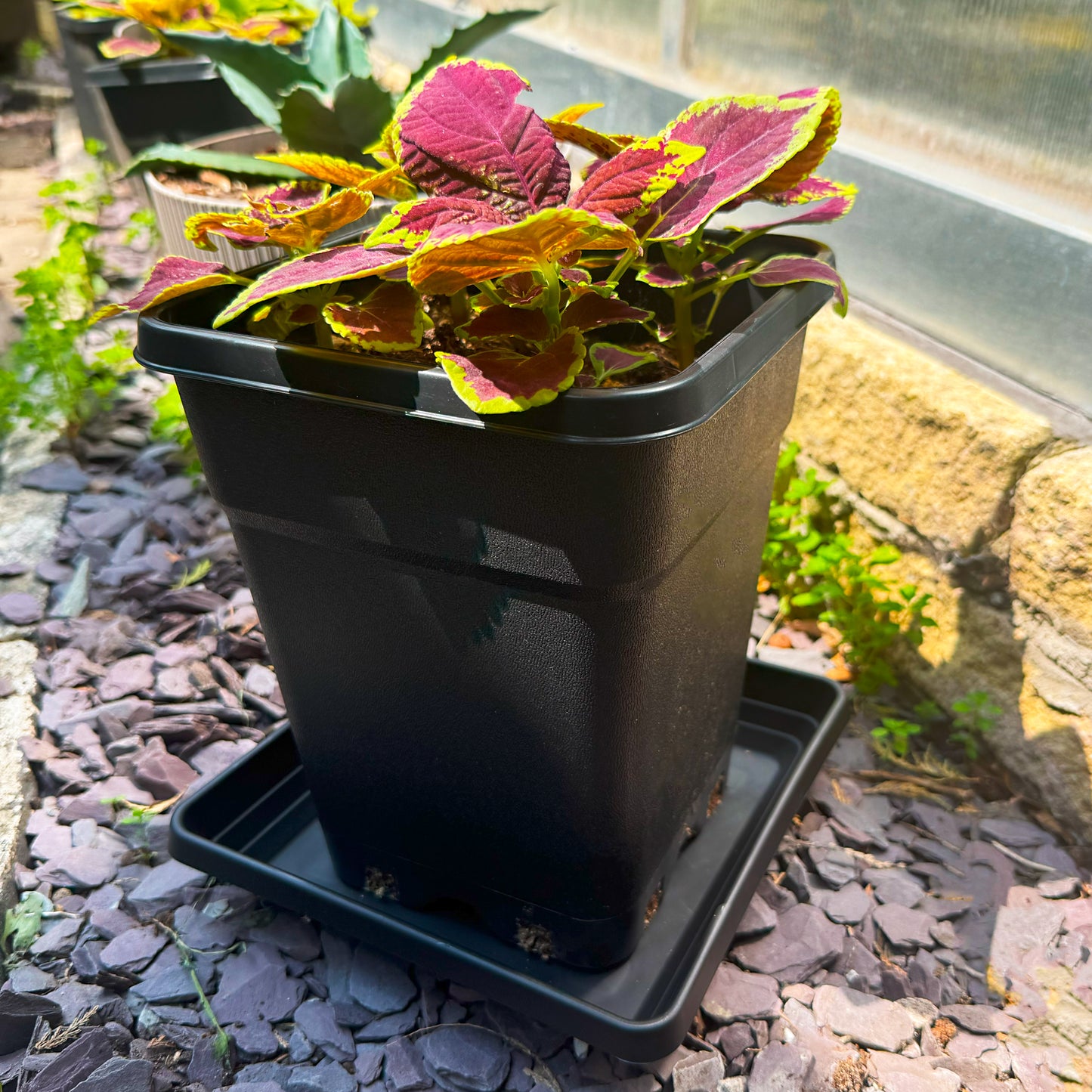 Square plant pot placed on deep saucer outdoors in a garden setting