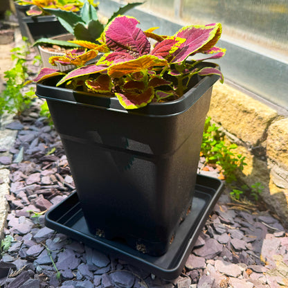 Square plant pot placed on deep saucer outdoors in a garden setting