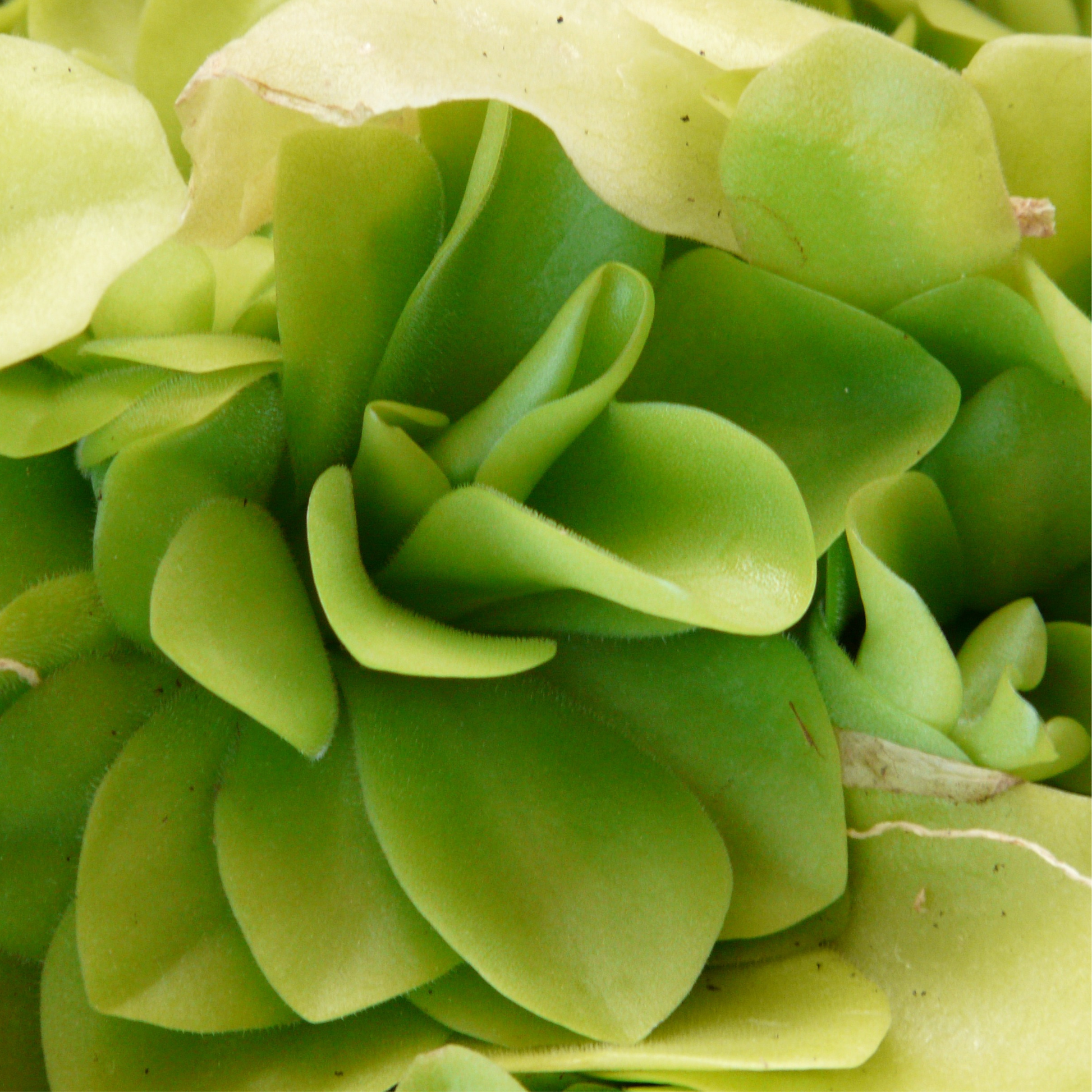 Ready-to-use carnivorous plant substrate for healthy root growth